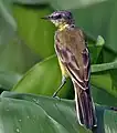 Adult, probably female dark-headed or north Siberian yellow wagtail (M. f. thunbergi or plexa), wintering in Kolkata (India)
